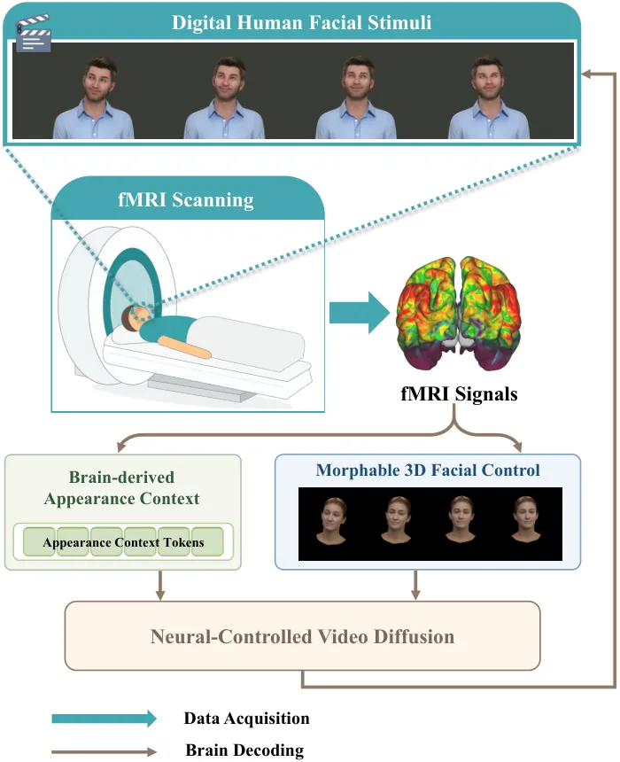 fMRI2Face从脑信号到动态人脸的总体框架